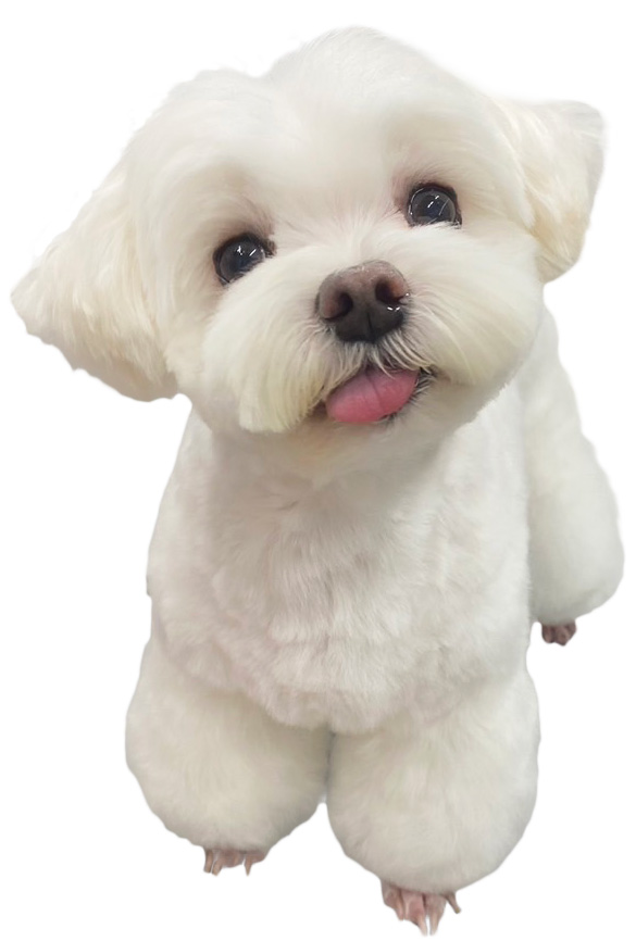 ペット向け防滑ラグマット 180×240cm 商品追加画像6