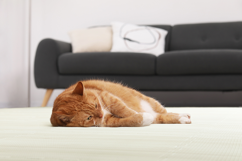 厚みも選べる ジョイントクッションマット いろ・いろフィットシリーズ グレイッシュカラー 尺五 追加画像14